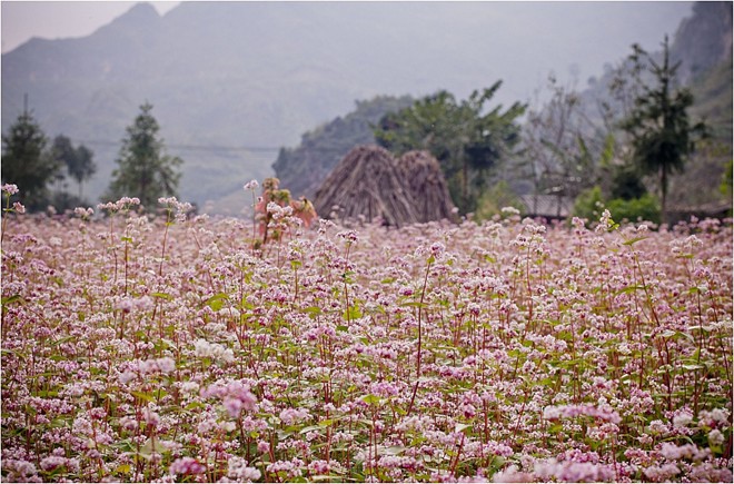 Lạc lối với những con đường hoa tuyệt đẹp ở Việt Nam